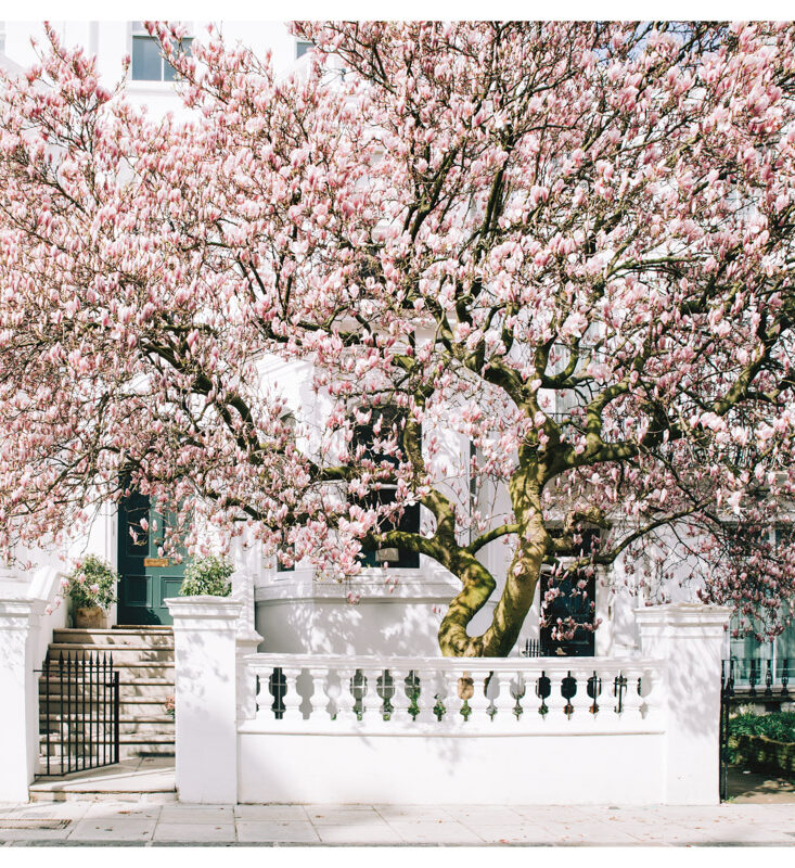 London Magnolia Blossom wall art prints, Fine Art Photography, Pink Magnolia Blossom Wall Art, London Spring Home Decor