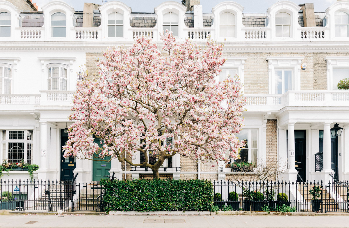 London Pink Magnolia Tree Wall Art - Fine Art Photography